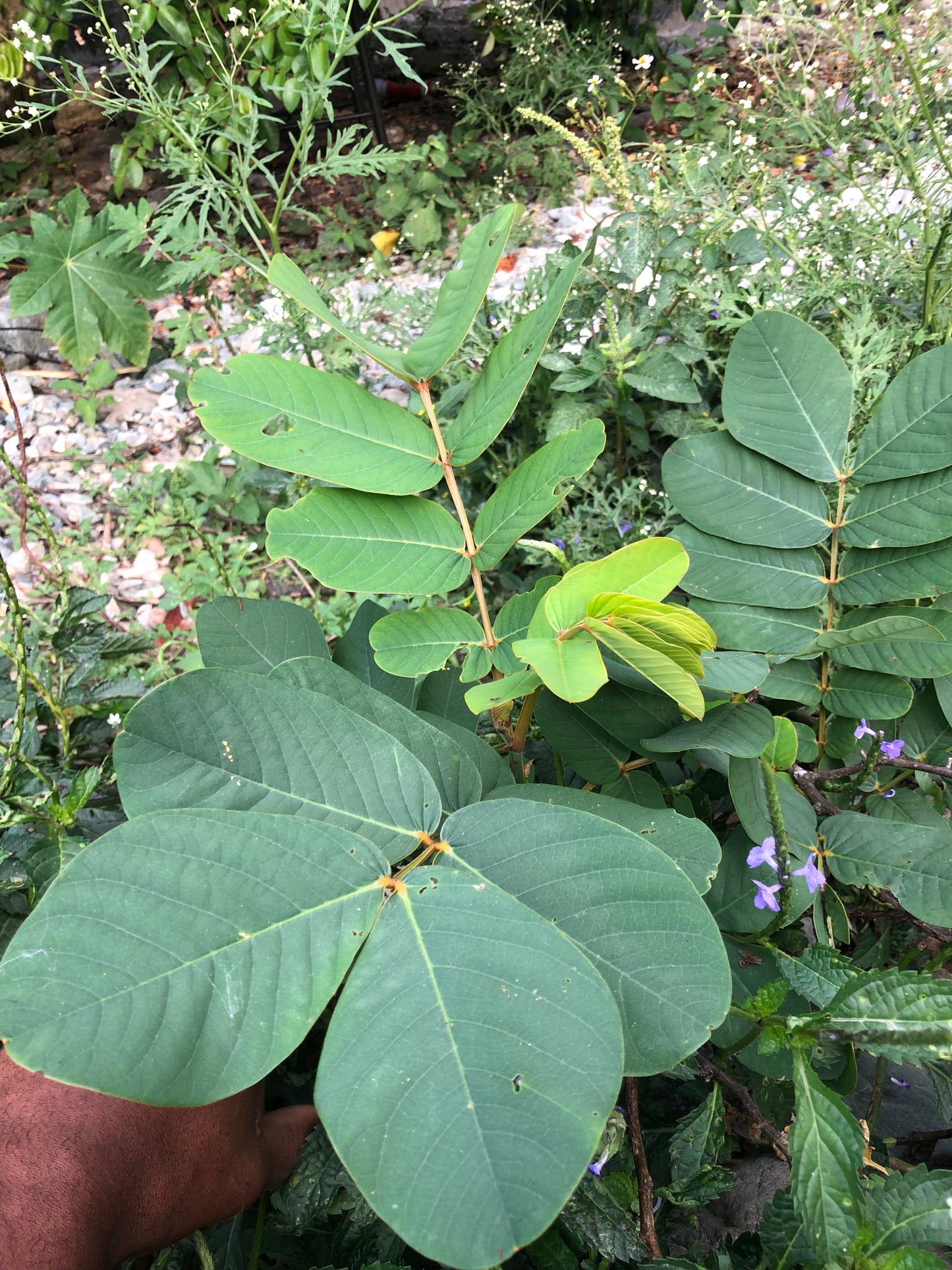 king of the forest 1 kg