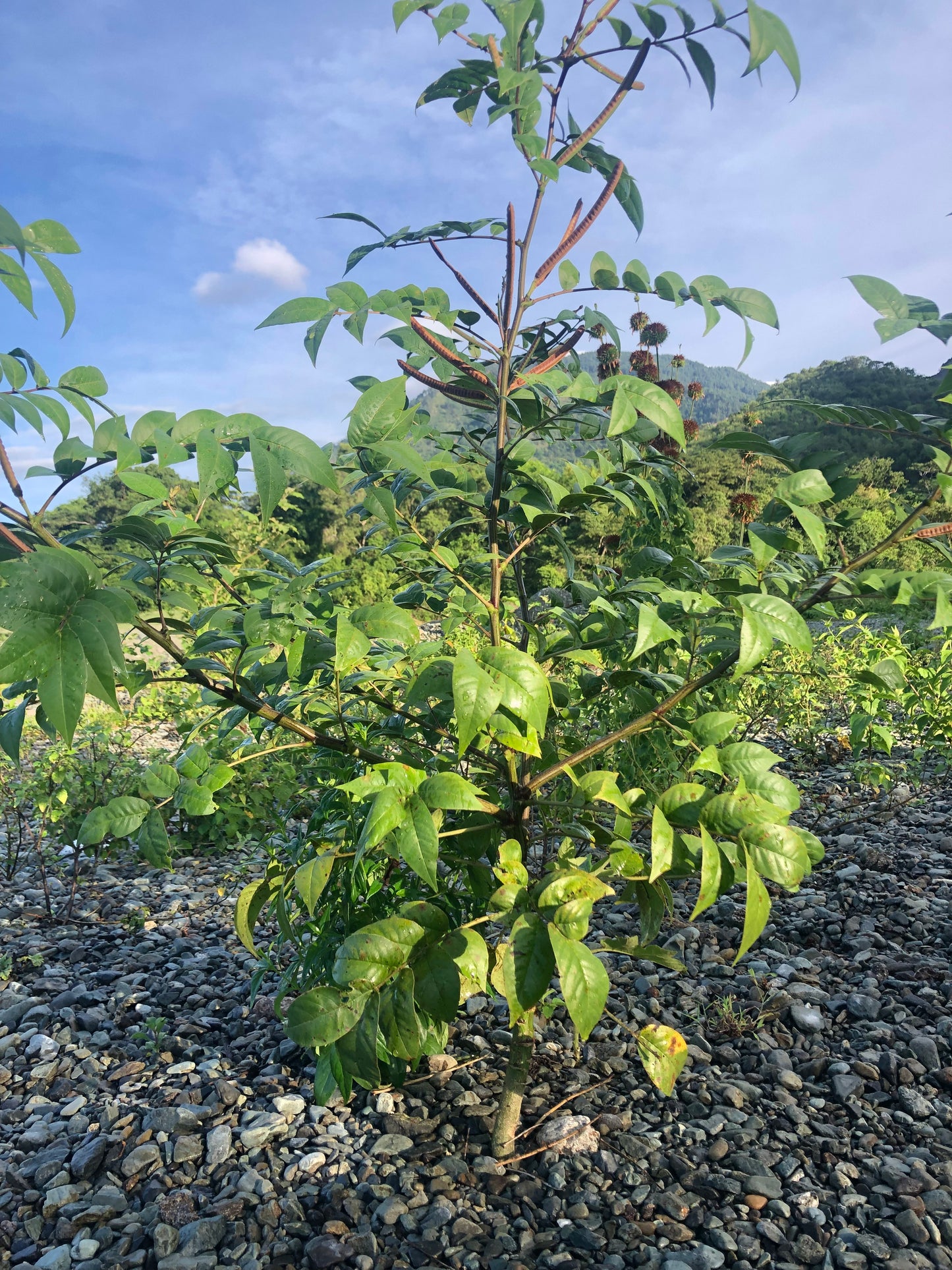 jamaican dandelion 1 kg