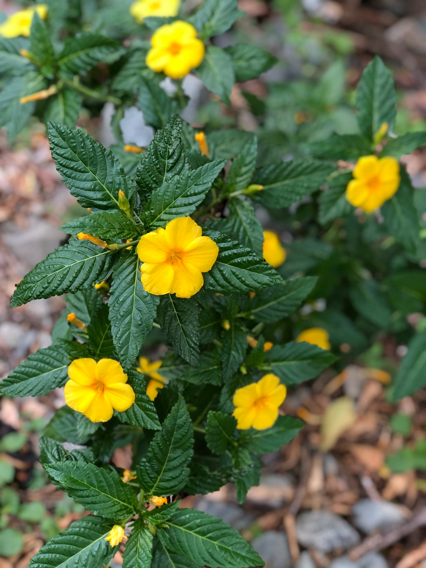 damiana\ram goat dash along 1 kg