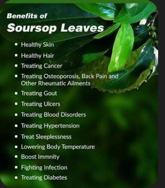 Authentic Jamaican Soursop Leaves