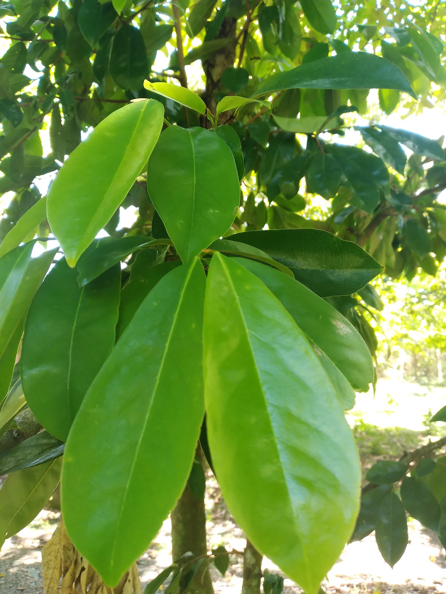 Soursop leaves 8oz pack