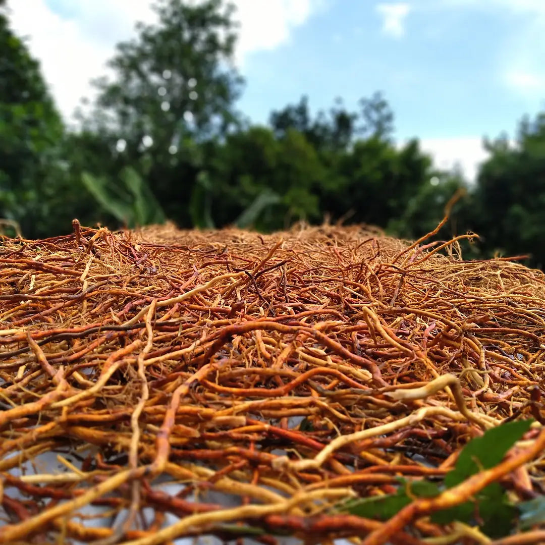 Wild harvested jamaica sarsaparilla root