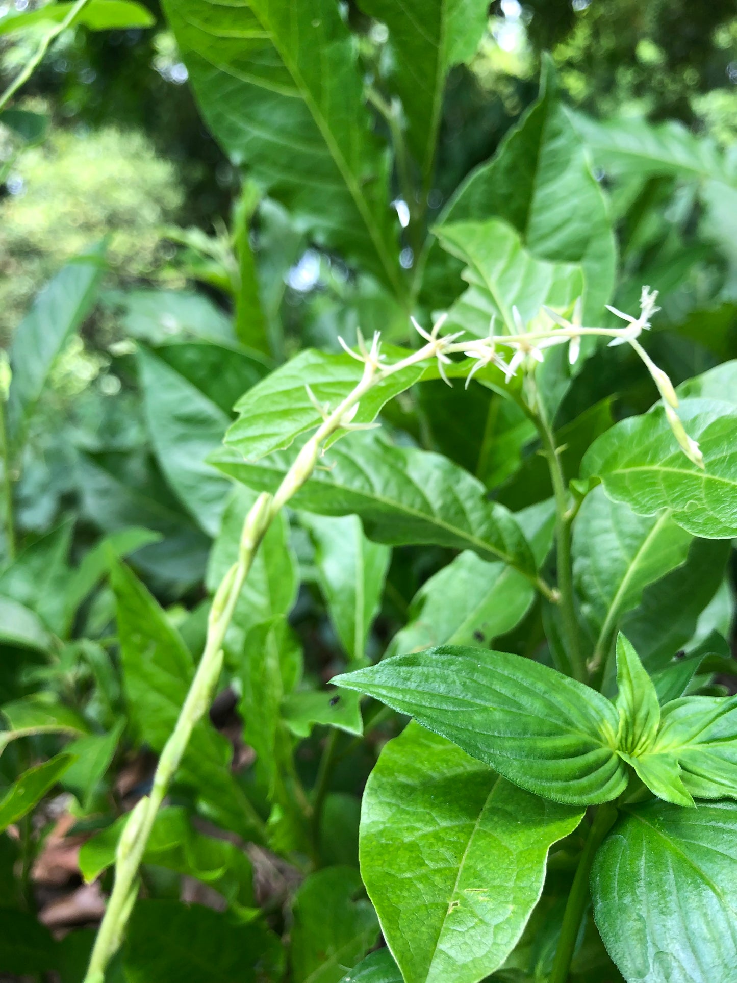 Guienea-hen weed(anamu)