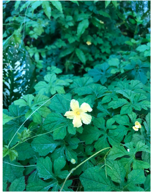 Jamaican Cerasee(better melon) 3oz