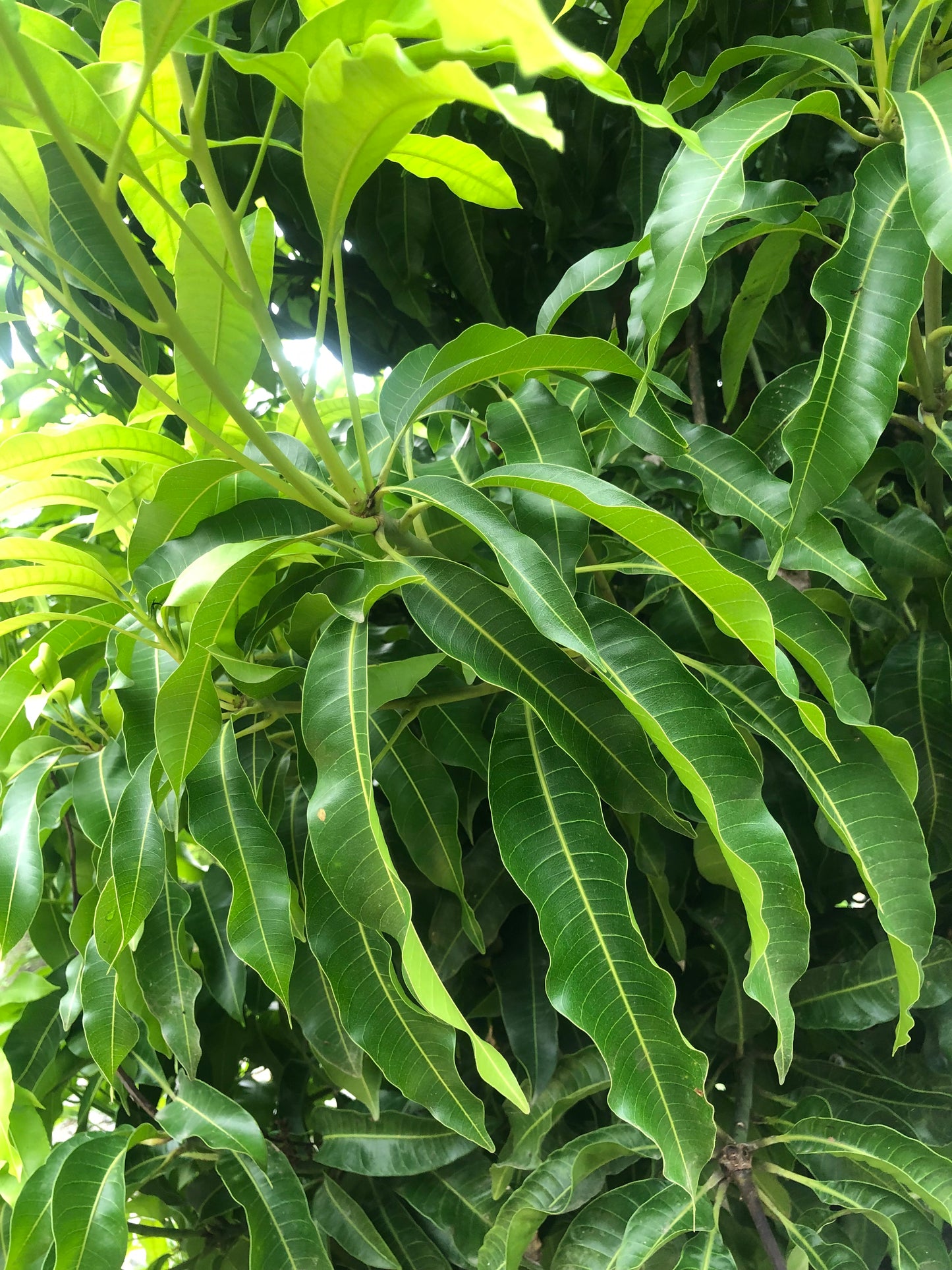 Mango leaves 1 kg