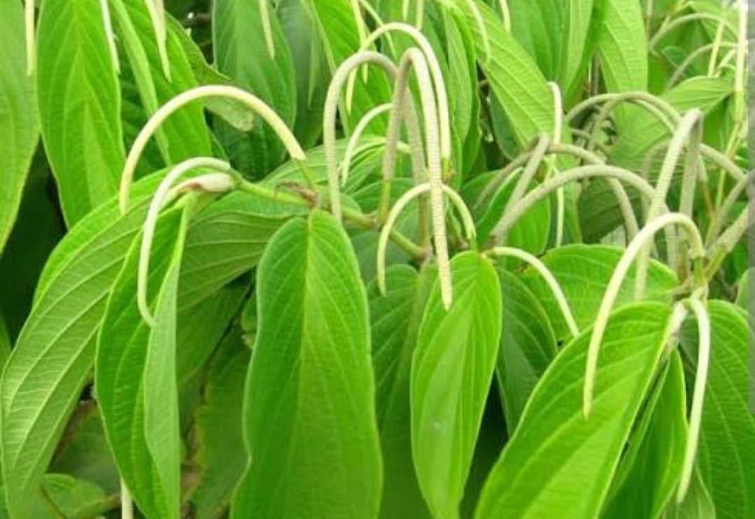 cordoncillo nigro 1kg