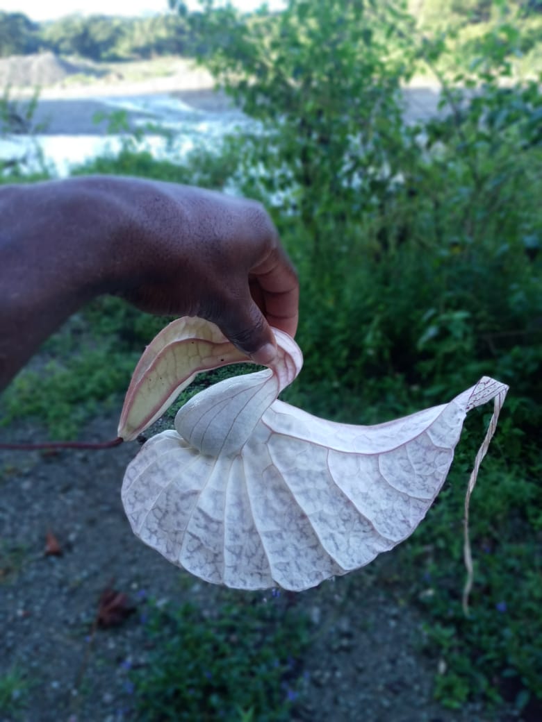 Jamaican duck flower detox (10 ducks) I'king healthflow